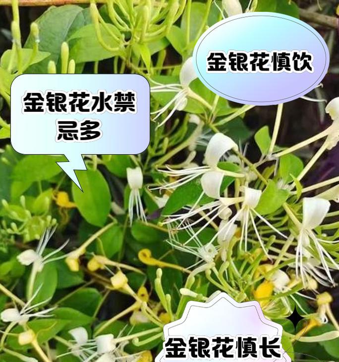 金银花种植的步骤和注意事项有哪些？