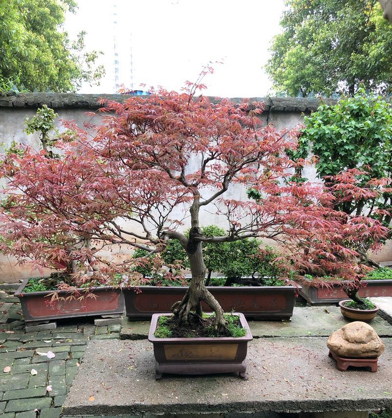 红枫盆景的修剪技巧和注意事项是什么？