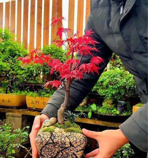 红枫盆景的修剪技巧和注意事项是什么？
