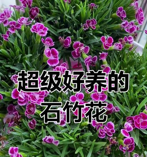 石竹科花卉有哪些代表性品种？石竹科花卉的养护知识是什么？