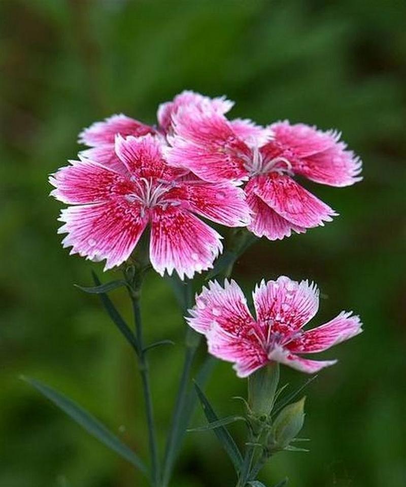 石竹科花卉有哪些代表性品种？石竹科花卉的养护知识是什么？