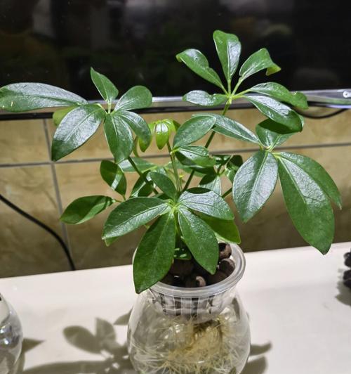 水培植物有哪些好处？适合初学者的水培植物有哪些？