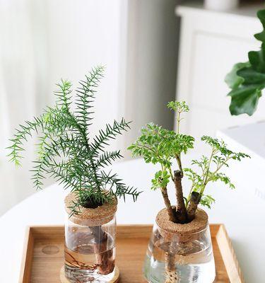 水培植物有哪些好处？适合初学者的水培植物有哪些？