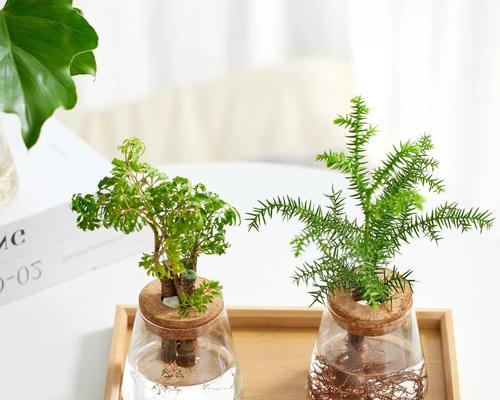 水培植物有哪些好处？适合初学者的水培植物有哪些？