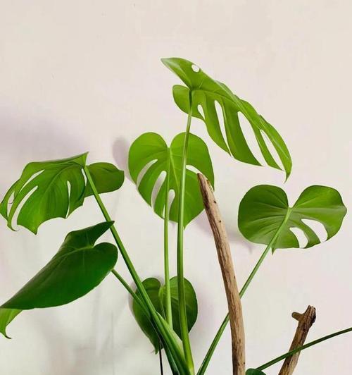 龟背竹应该用什么类型的花盆？如何选择合适的花盆给龟背竹？