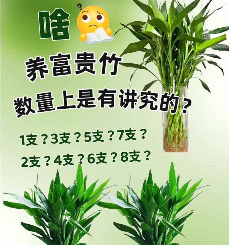 开运竹的正确养殖方法是什么？