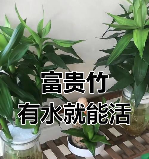 开运竹的正确养殖方法是什么？