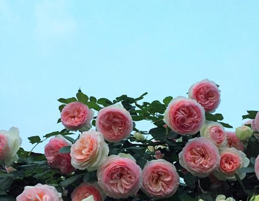 月季盆栽土壤选择指南？