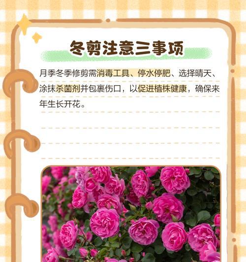 月季盆栽土壤选择指南？