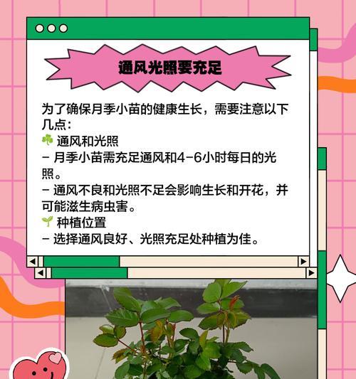 月季盆栽土壤选择指南？