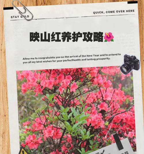 映山红的养殖技巧有哪些？怎样才能让映山红开出更多花？