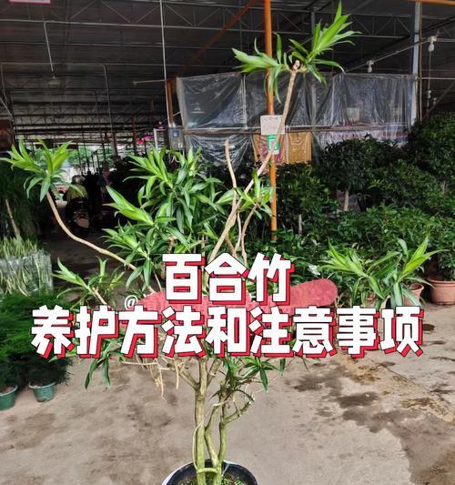 百合留种的正确方法和注意事项是什么？