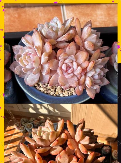 植物冻伤后的急救措施有哪些？