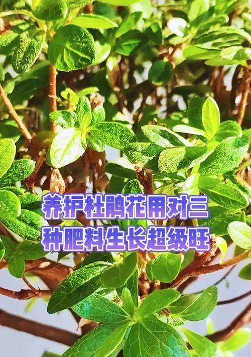 杜鹃花繁殖的技巧有哪些？如何培育出更多杜鹃花？