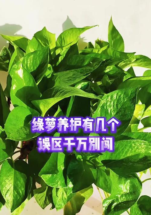 绿萝冬季养护技巧有哪些？怎样避免冻害？