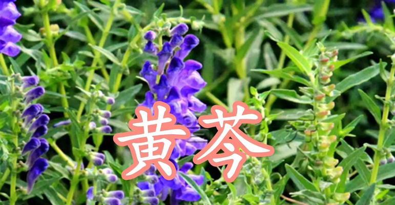 黄芩怎么种？种植黄芩的步骤和注意事项有哪些？