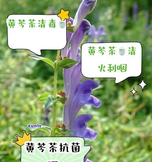 黄芩怎么种？种植黄芩的步骤和注意事项有哪些？
