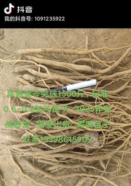 黄芩怎么种？种植黄芩的步骤和注意事项有哪些？