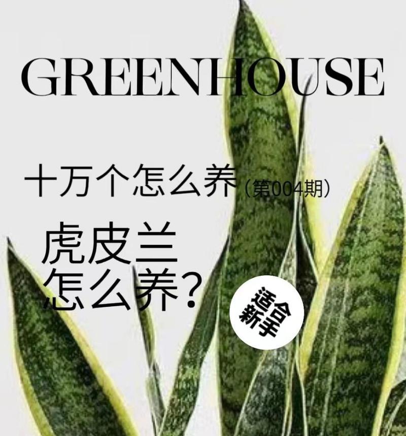 虎皮兰的养殖技巧是什么？