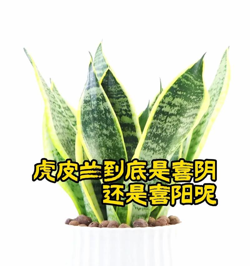 虎皮兰的养殖技巧是什么？