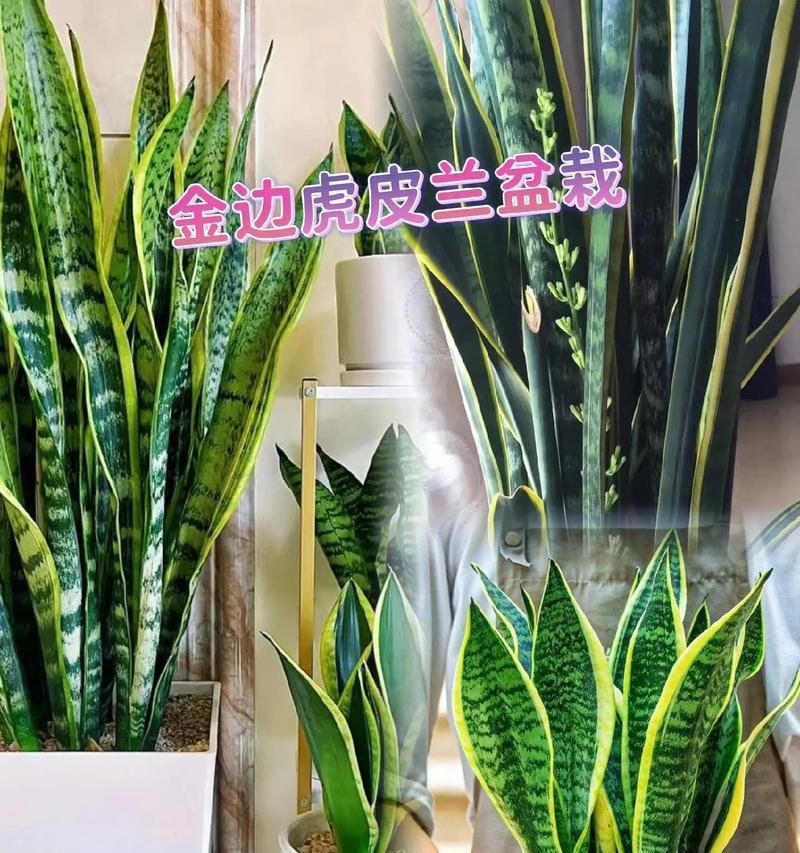虎皮兰的养殖技巧是什么？