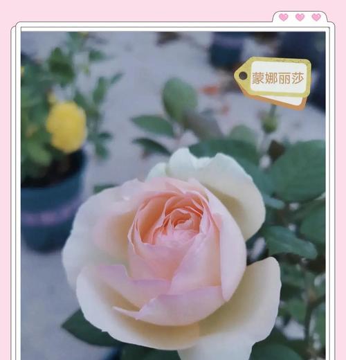 月季花的养护秘诀是什么？月季花如何才能四季常开？