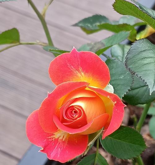 月季花的养护秘诀是什么？月季花如何才能四季常开？