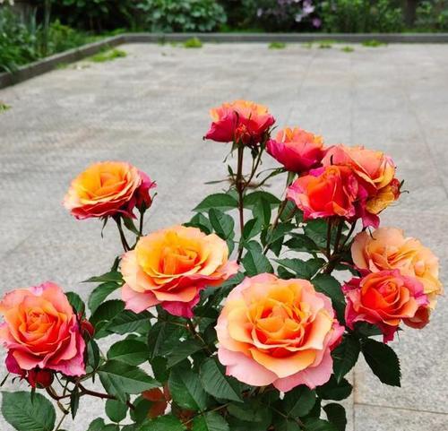 月季花的养护秘诀是什么？月季花如何才能四季常开？
