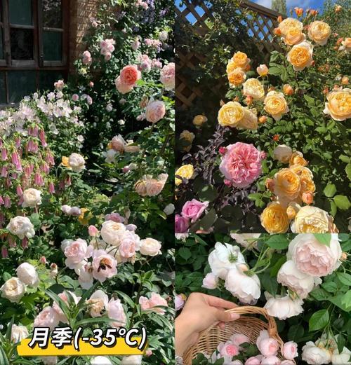 冬季植物养护：哪些植物适合冬天种植？
