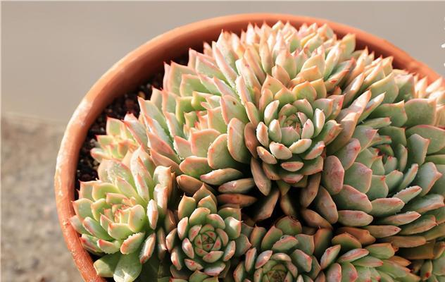冬季植物养护：哪些植物适合冬天种植？