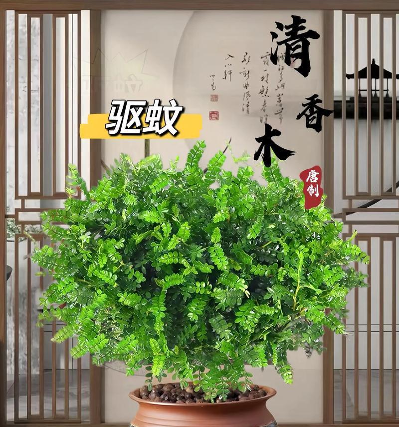 香木怎么养？香木的养护技巧和注意事项有哪些？