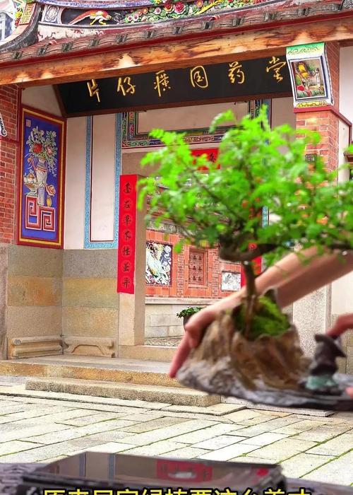 香木怎么养？香木的养护技巧和注意事项有哪些？
