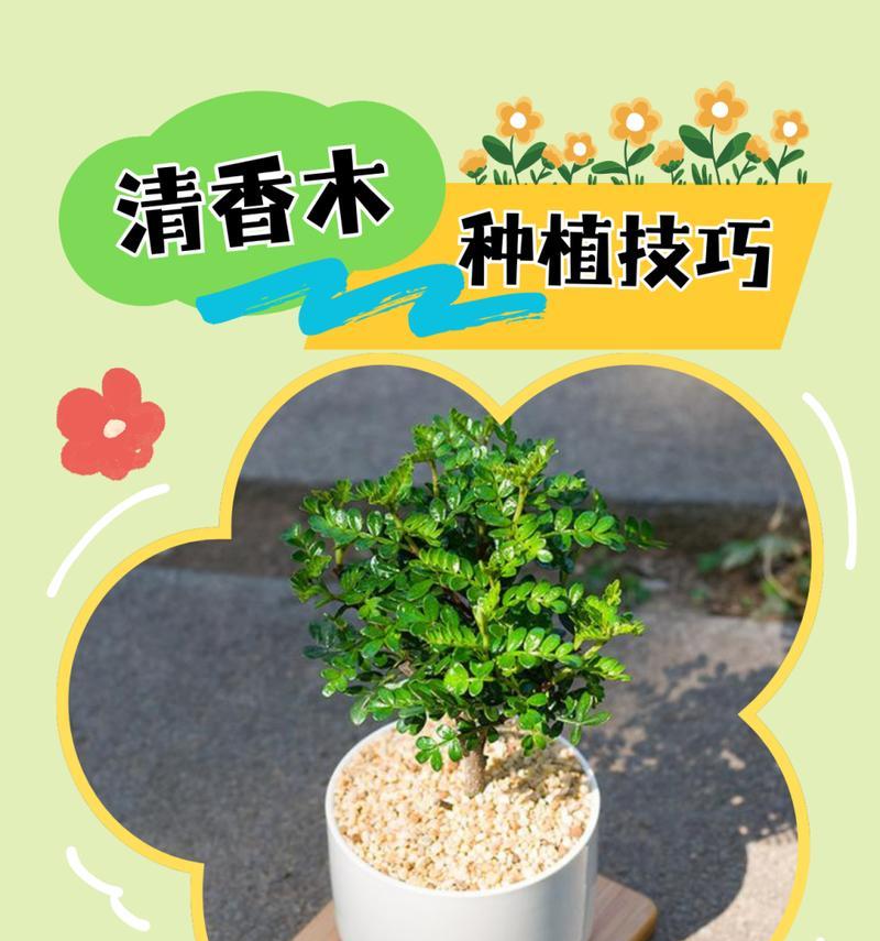香木怎么养？香木的养护技巧和注意事项有哪些？