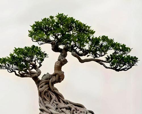小榕树盆景的养护技巧和注意事项是什么？