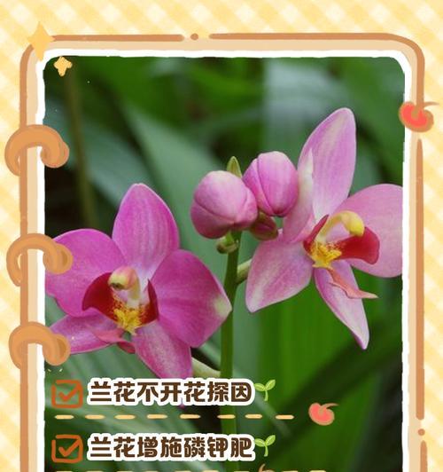 家庭养兰花的常见问题和解决方法是什么？