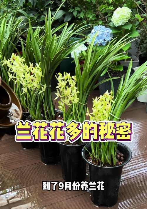 家庭养兰花的常见问题和解决方法是什么？