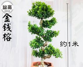 榕树盆景施肥的正确方式是什么？如何科学施肥以促进榕树盆景生长？