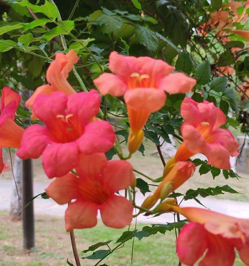 秋天有哪些植物开花？常见秋季花卉有哪些？