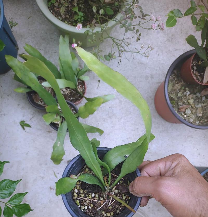 水仙花烂根后如何挽救？