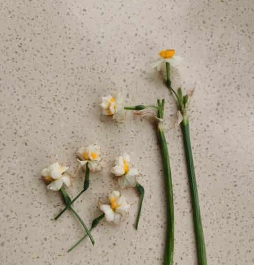 水仙花烂根后如何挽救？
