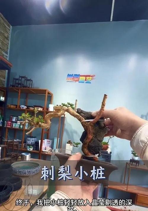 盆景嫁接的正确步骤是什么？嫁接后需要注意什么？