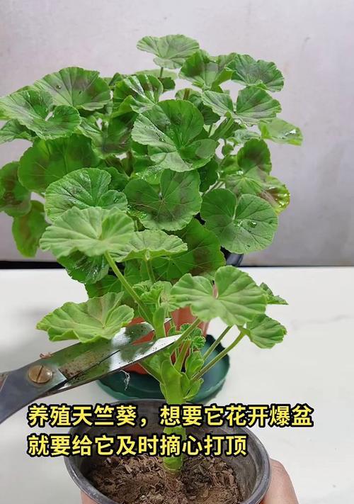 天竺葵养殖有哪些技巧？如何正确养殖天竺葵？