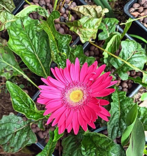 非洲菊的种植方法和注意事项是什么？