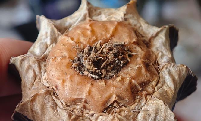 怎么给仙人球换盆？仙人球换盆的正确步骤是什么？