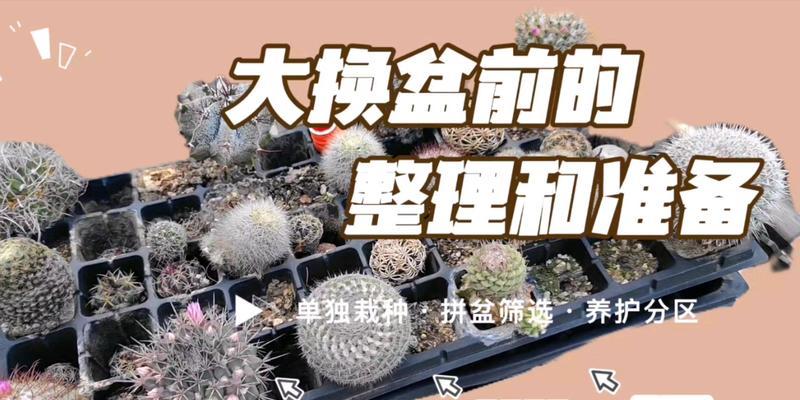 怎么给仙人球换盆？仙人球换盆的正确步骤是什么？