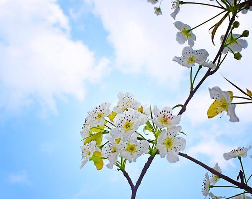 梨花有哪些品种？梨花品种选择的常见问题是什么？