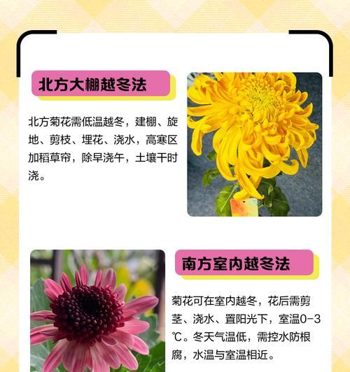 菊花的养殖技巧和常见问题解答？