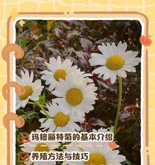 菊花的养殖技巧和常见问题解答？
