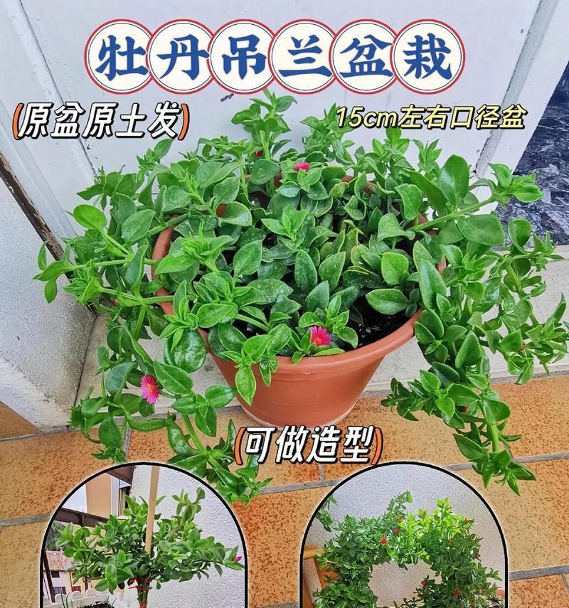 夏季牡丹养护需要注意什么？
