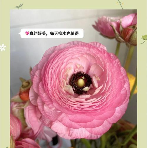 夏季牡丹养护需要注意什么？